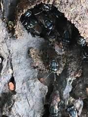 Scaptotrigona postica