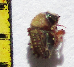Styracoptinus murex
