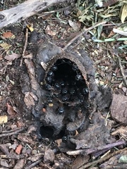 Scaptotrigona postica