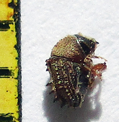 Styracoptinus murex