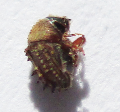 Styracoptinus murex