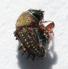 Styracoptinus murex