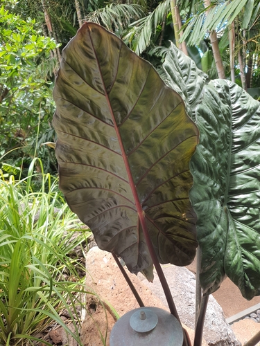 Alocasia macrorrhizos observed 2026-08-10