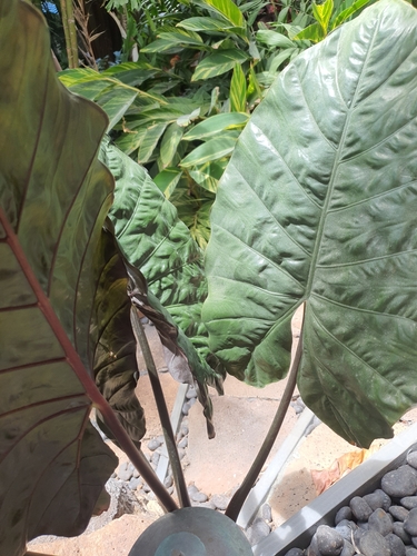 Alocasia macrorrhizos observed 2026-08-10