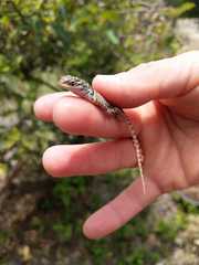 Sceloporus aureolus
