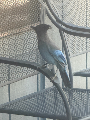 Steller's Jay