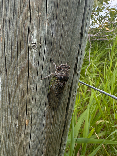 Northern Dog-day Cicada