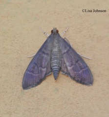 Rhectocraspeda periusalis