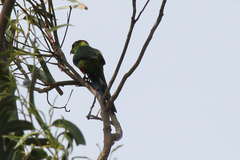 Purpureicephalus spurius