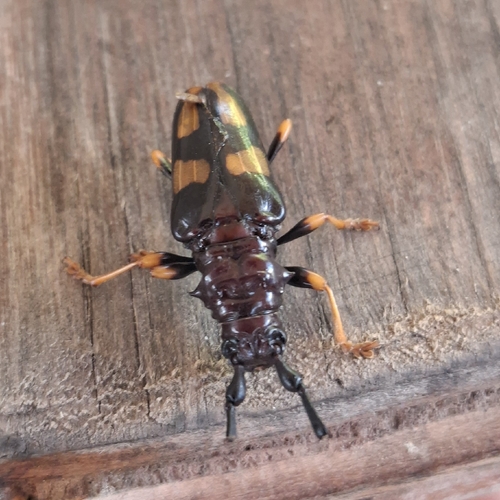 Long-jawed Longhorn Beetle (Dendrobias mandibularis)