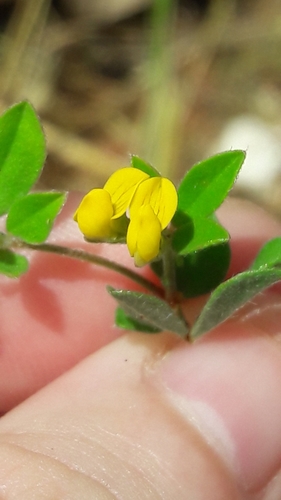 Image of Lotus peregrinus by (c) Astra, some rights reserved (CC BY)