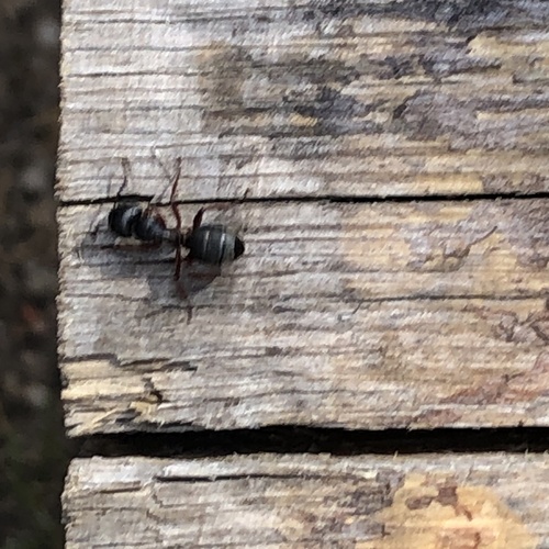 iNaturalist observation photo of Carpenter Ants, Typical Sugar Ants and Allies