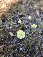 Hesperomecon linearis