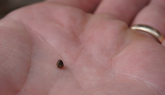 Euconulus