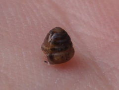 Euconulus