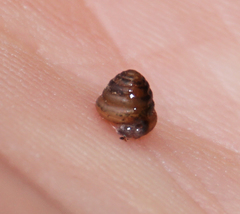 Euconulus
