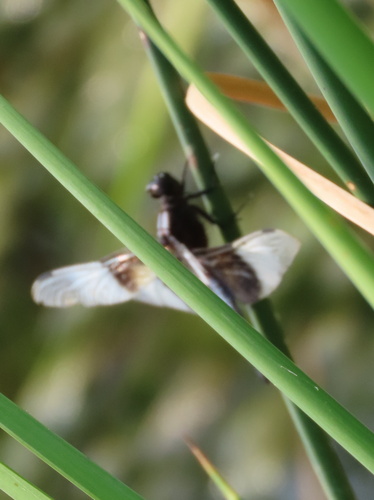 Widow Skimmer
