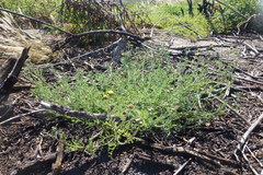 Nidorella pinnatifida