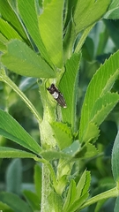 Grapholita compositella