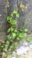 Campanula poscharskyana