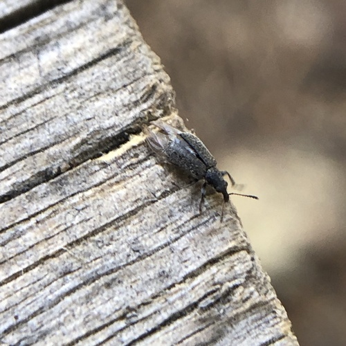 iNaturalist observation photo of Snout and Bark Beetles