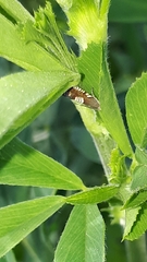 Grapholita compositella