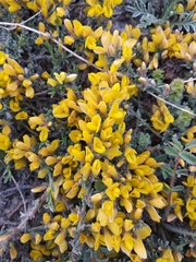 Genista albida