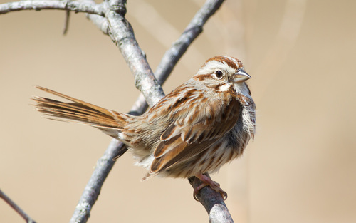Song Sparrow photographed in Maine