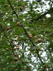 Pyrus cordata