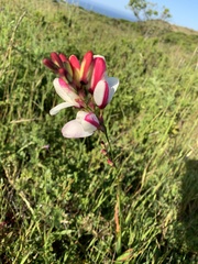 Tephrosia onobrychoides