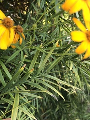 Coreopsis palmata