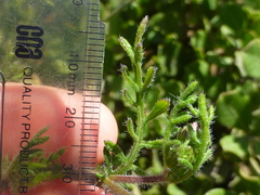 Nidorella pinnatifida