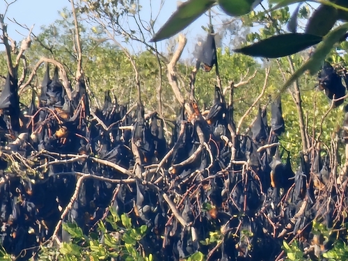 Grey-headed Flying-fox