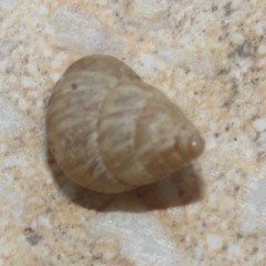 Cochlicella conoidea