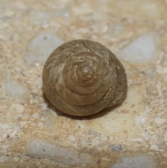 Cochlicella conoidea