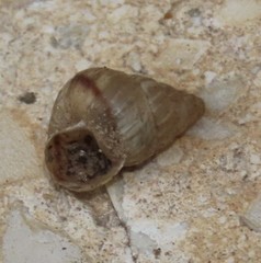 Cochlicella conoidea