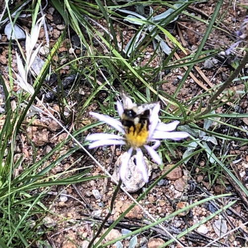 iNaturalist observation photo of Bumble Bees