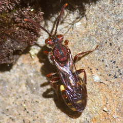 Nomada gracilis