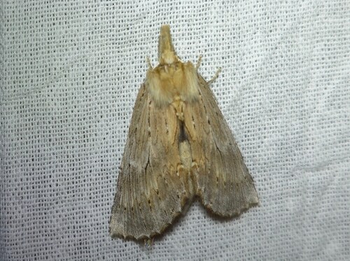 Pale Prominent