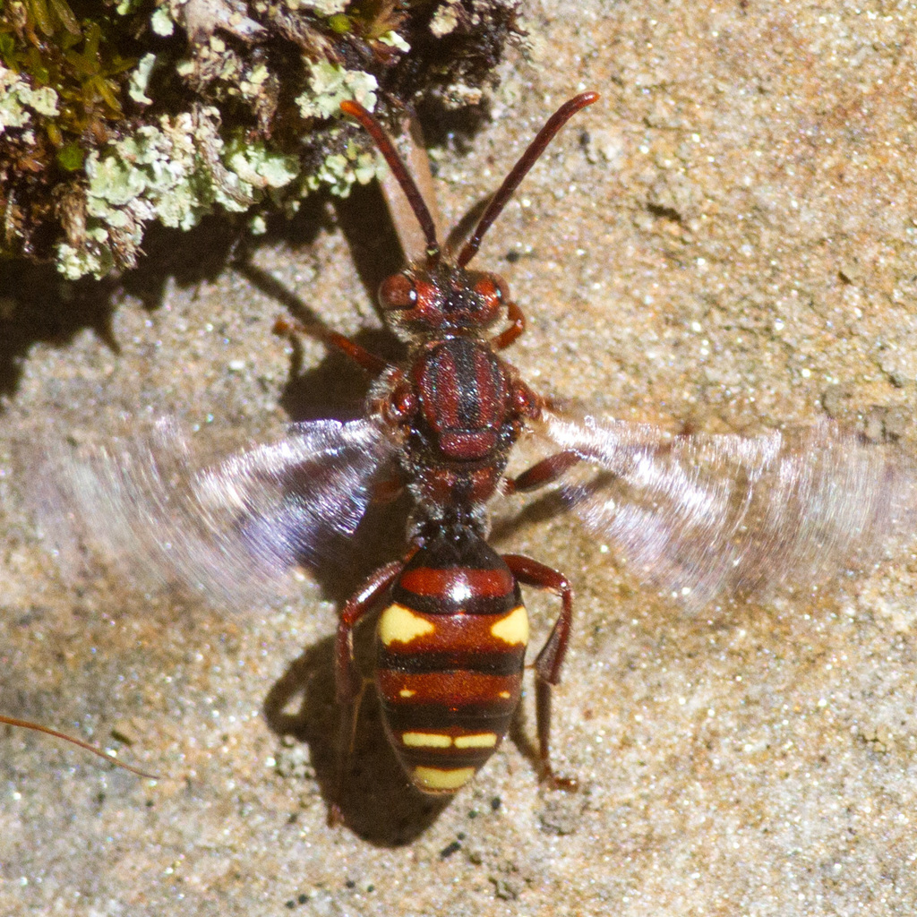 Gracile Nomad