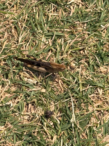 Green-striped Grasshopper
