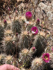 Clarkia epilobioides