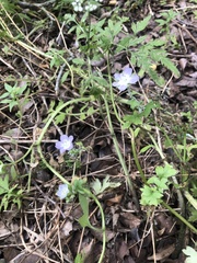Nemophila phacelioides