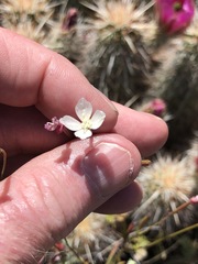 Clarkia epilobioides