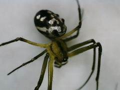 Leucauge argentina