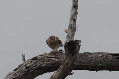 Falco cenchroides cenchroides