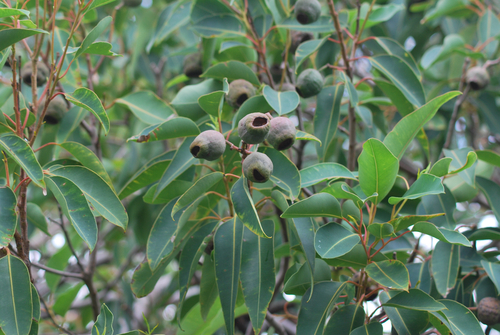 Corymbia calophylla, 2020-01-08