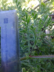 Nidorella pinnatifida