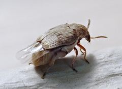 Bruchidius terrenus
