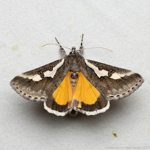 Purslane Moth photo 3
